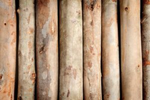 Eucalyptus plywood